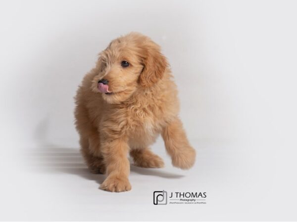 Goldendoodle Mini-DOG-Male-Apricot-18859-Petland Topeka, Kansas