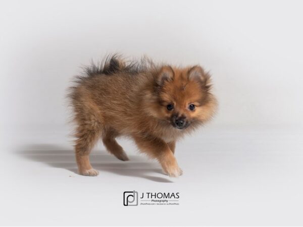 Pomeranian DOG Female Orange Sable 18857 Petland Topeka, Kansas