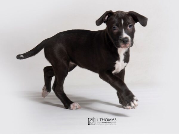 Mixed Breed DOG Female Black and White 18854 Petland Topeka, Kansas