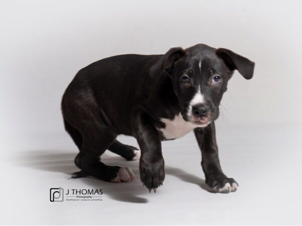 Mixed Breed DOG Female Black and White 18853 Petland Topeka, Kansas