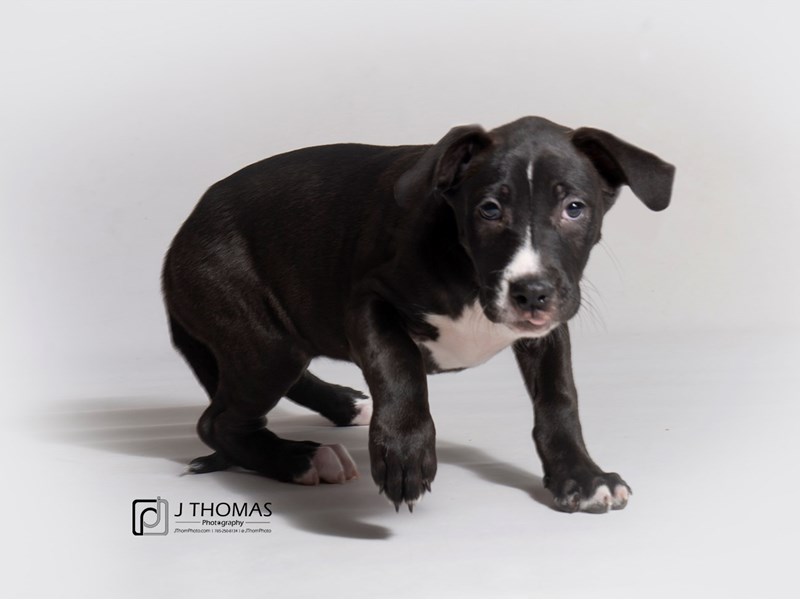 Mixed Breed-DOG-Female-Black and White-3262431-Petland Topeka, Kansas