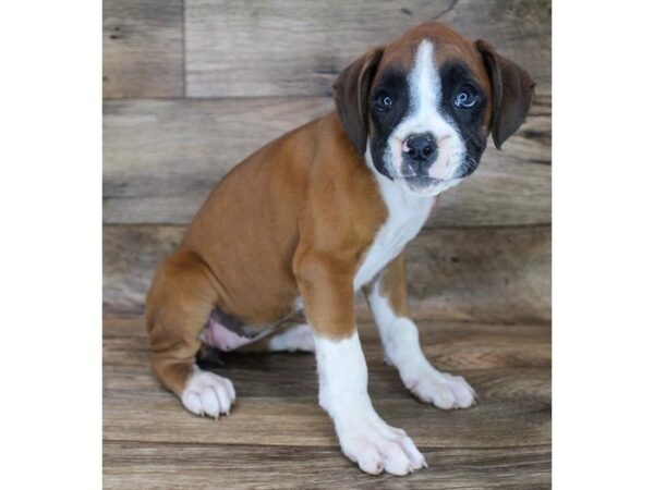 Boxer DOG Female Fawn 18861 Petland Topeka, Kansas