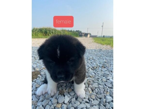 Akita DOG Female Sable / White 18876 Petland Topeka, Kansas