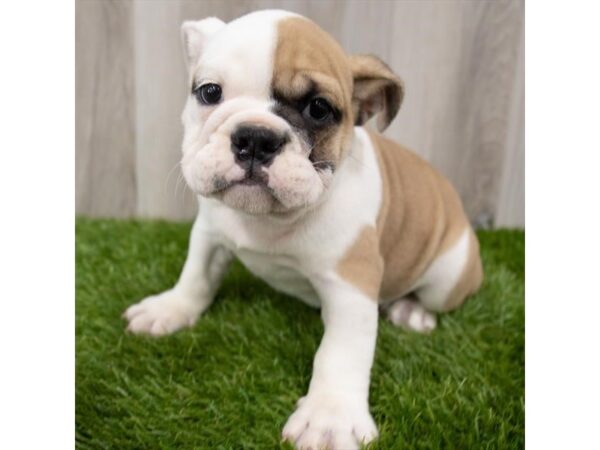 Bulldog DOG Female Fawn 18868 Petland Topeka, Kansas