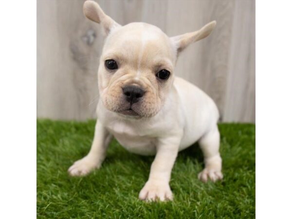 French Bulldog DOG Female Cream 18870 Petland Topeka, Kansas