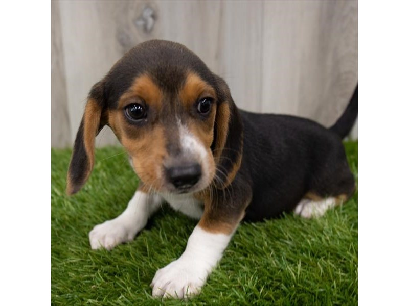 Beagle-DOG-Female-Black White / Tan-3275786-Petland Topeka, Kansas