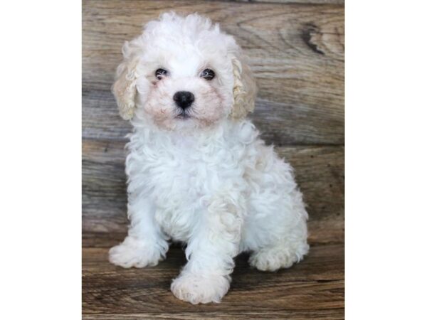 Poodle DOG Male Cream 18864 Petland Topeka, Kansas