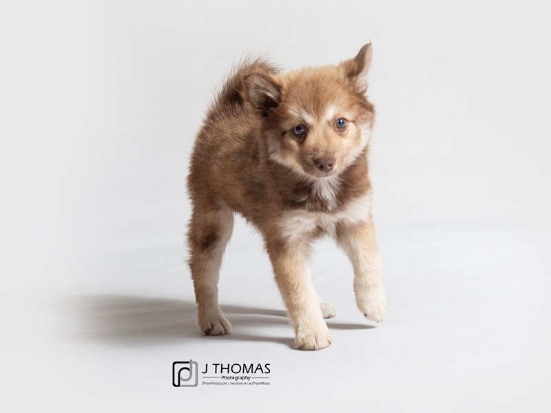 Pomsky-DOG-Female-Brown-3276948-Petland Topeka, Kansas