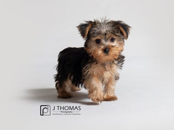 Yorkshire Terrier DOG Female Black / Tan 18875 Petland Topeka, Kansas