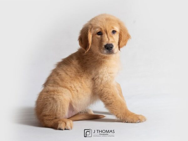 Golden Retriever DOG Female Golden 18871 Petland Topeka, Kansas