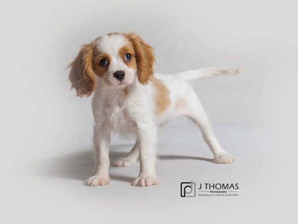 Cavalier King Charles Spaniel DOG Female Blenheim 18869 Petland Topeka, Kansas