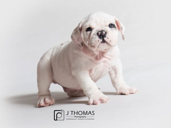 Bulldog DOG Male White 18867 Petland Topeka, Kansas