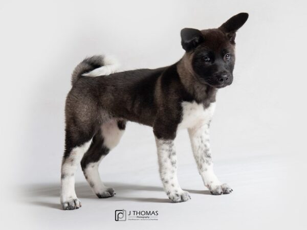 Akita DOG Female Fawn 18865 Petland Topeka, Kansas