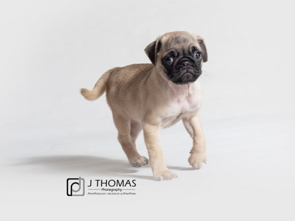 Pug-DOG-Female-Fawn-18862-Petland Topeka, Kansas