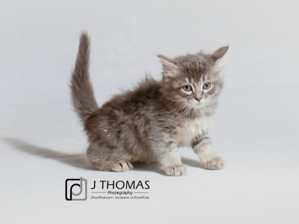 Domestic Long Hair-CAT-Female-Grey Tabby-18890-Petland Topeka, Kansas