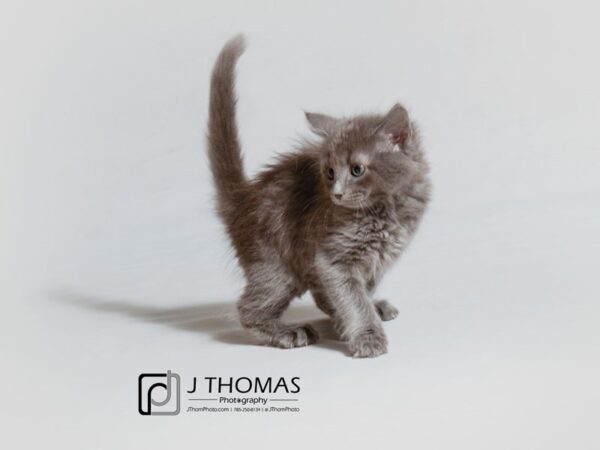 Domestic Long Hair CAT Female Blue 18889 Petland Topeka, Kansas