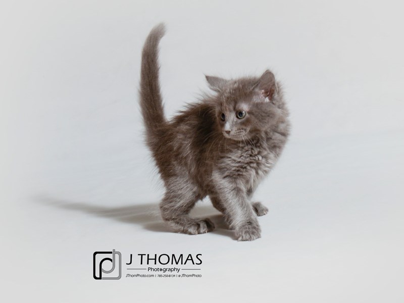 Domestic Long Hair-CAT-Female-Blue-3286007-Petland Topeka, Kansas