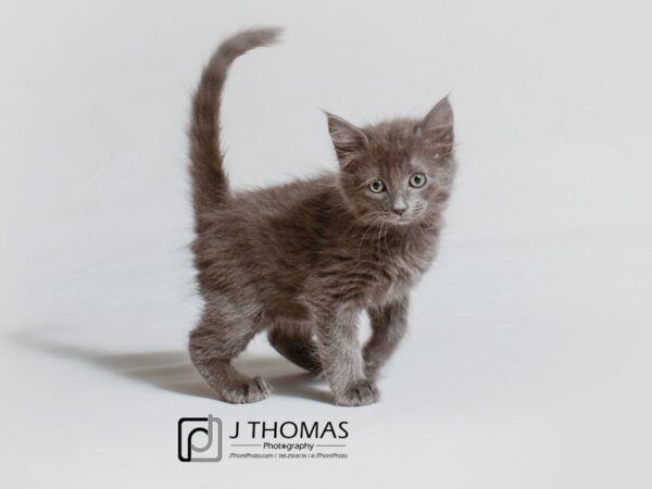 Domestic Long Hair CAT Male Blue 18888 Petland Topeka, Kansas