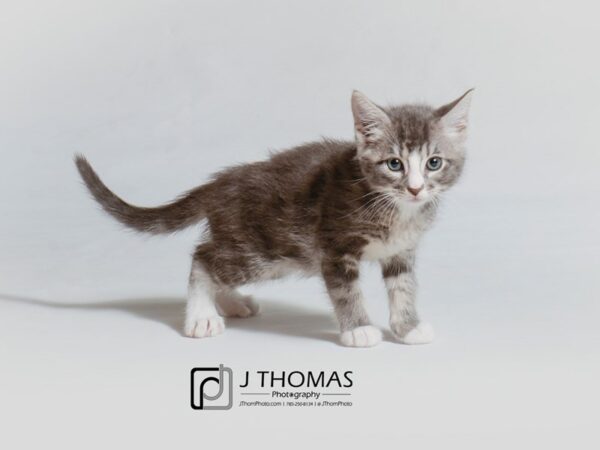 Domestic Short Hair CAT Male Grey Tabby 18887 Petland Topeka, Kansas
