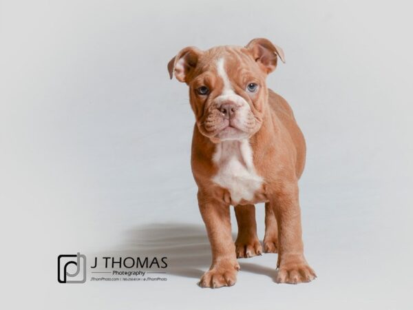 English Bulldog DOG Female 18886 Petland Topeka, Kansas