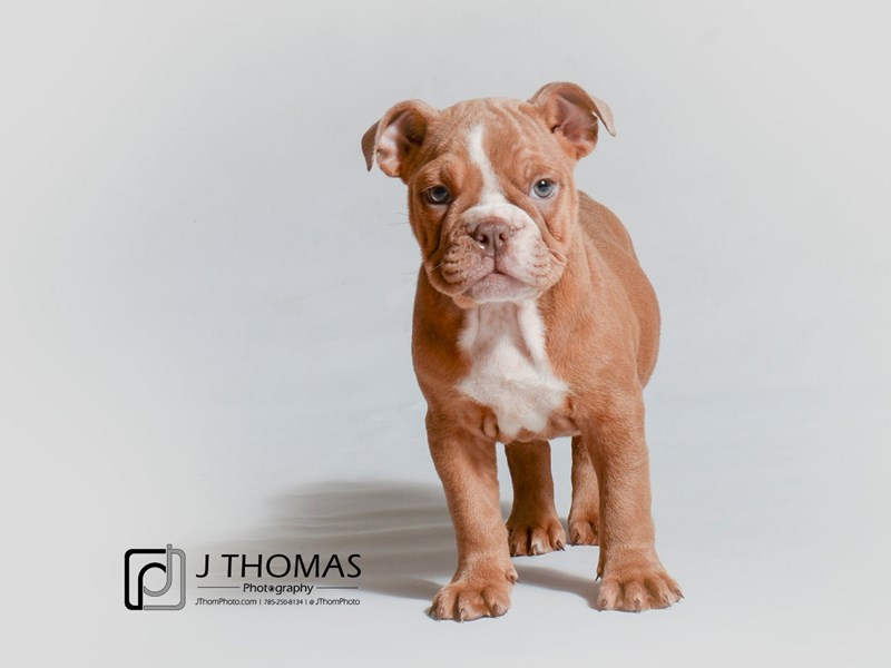 English Bulldog-DOG-Female--3286002-Petland Topeka, Kansas