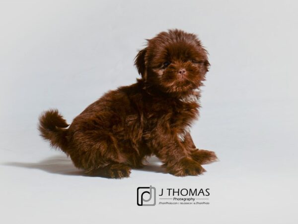 Shih Tzu-DOG-Male-Liver-18884-Petland Topeka, Kansas