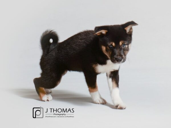 Shiba Inu DOG Female Black White / Tan 18883 Petland Topeka, Kansas