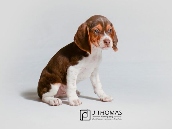 Beagle DOG Male Chocolate White Tan 18881 Petland Topeka, Kansas