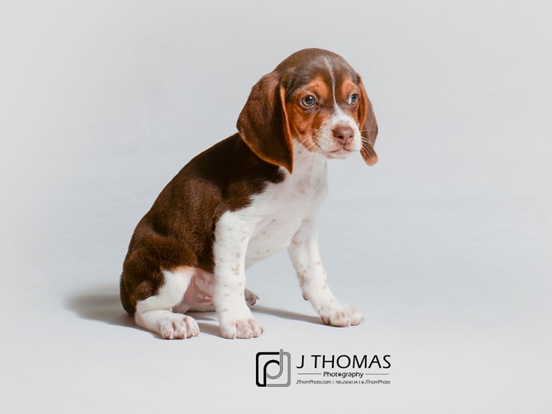 Beagle-DOG-Male-Chocolate White Tan-3285566-Petland Topeka, Kansas
