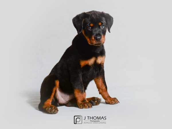 Rottweiler DOG Female Black and Mahogany 18880 Petland Topeka, Kansas