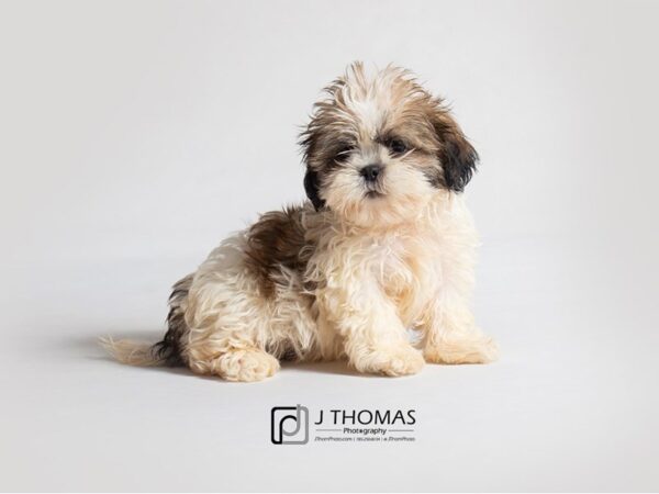 Shih Tzu DOG Female Gold / White 18873 Petland Topeka, Kansas