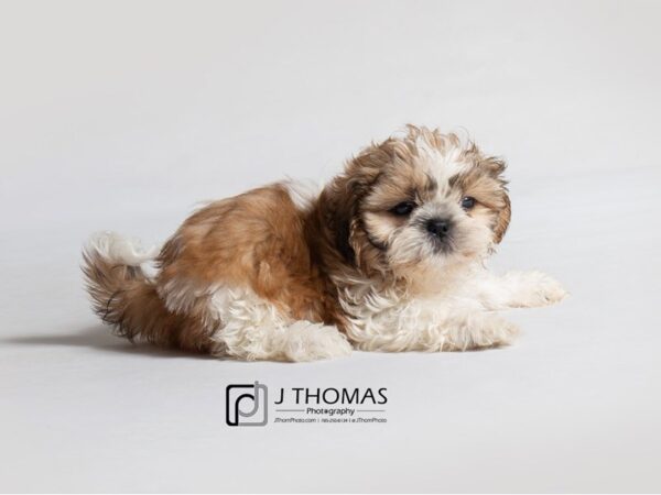 Shih Tzu-DOG-Male-Gold / White-18874-Petland Topeka, Kansas