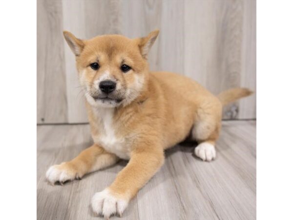 Shiba Inu DOG Male Red 18899 Petland Topeka, Kansas