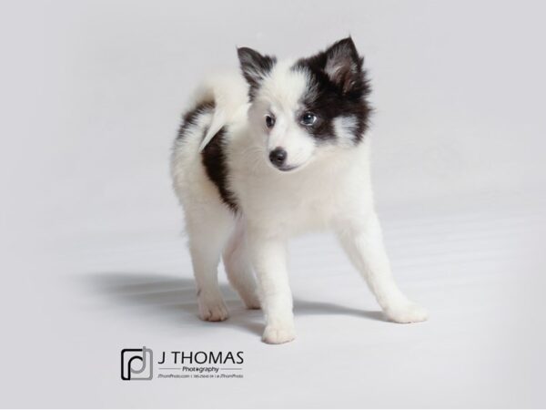 Pomsky DOG Female Black and White 18904 Petland Topeka, Kansas