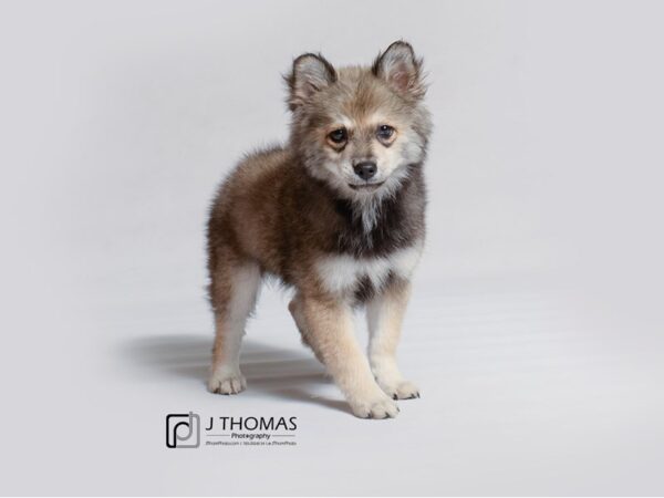 Pomsky DOG Male Sable 18903 Petland Topeka, Kansas