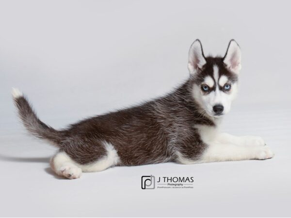 Siberian Husky DOG Female Black / White 18900 Petland Topeka, Kansas