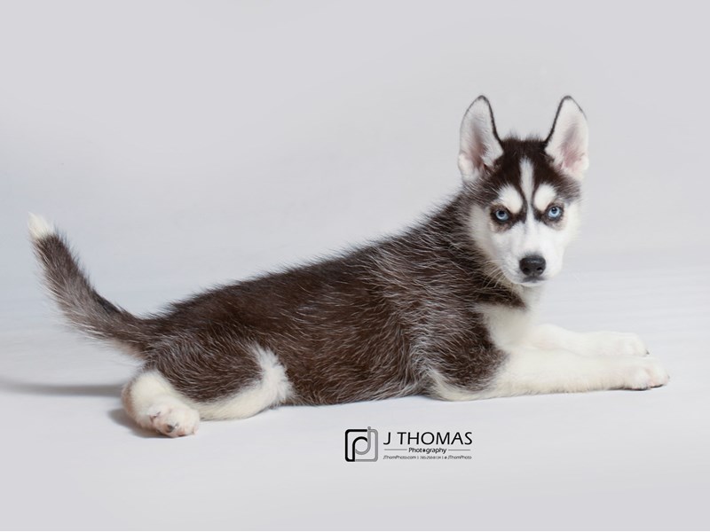 Siberian Husky-DOG-Female-Black / White-3293867-Petland Topeka, Kansas