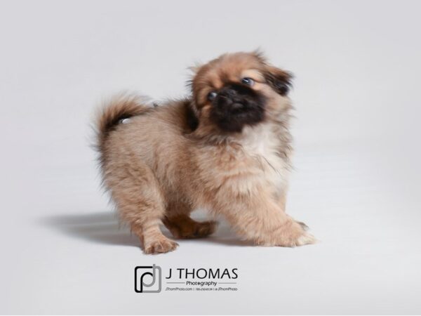 Pekingese DOG Male Fawn Sable 18898 Petland Topeka, Kansas