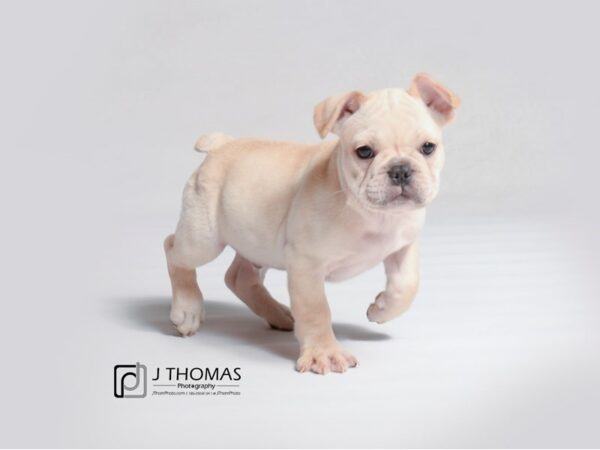 French Bulldog DOG Male Cream 18897 Petland Topeka, Kansas