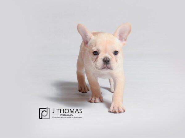 French Bulldog DOG Female Cream 18896 Petland Topeka, Kansas