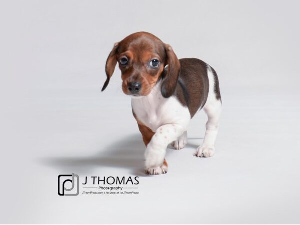 Dachshund-DOG-Female-Wild Boar-18895-Petland Topeka, Kansas