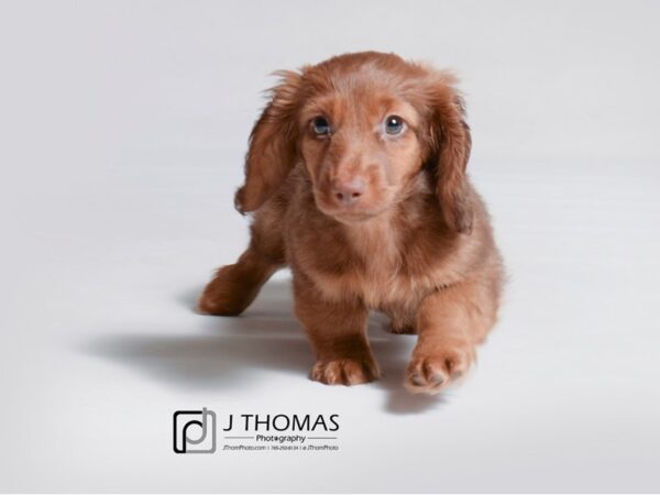 Dachshund DOG Male Chocolate / Tan 18894 Petland Topeka, Kansas