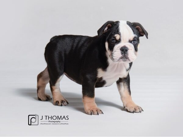 Bulldog DOG Female Black Tan / White 18893 Petland Topeka, Kansas