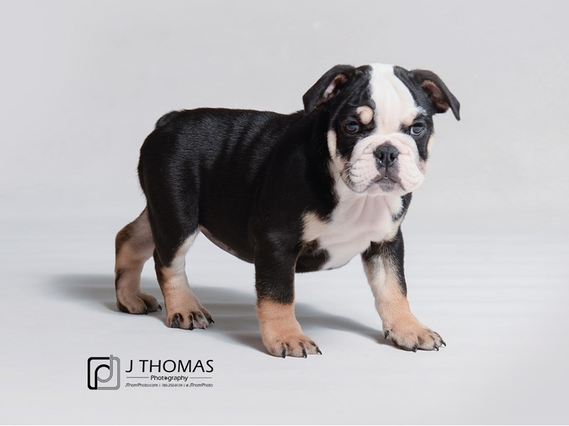 Bulldog-DOG-Female-Black Tan / White-3293860-Petland Topeka, Kansas