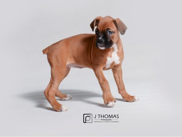 Boxer DOG Female Fawn 18891 Petland Topeka, Kansas