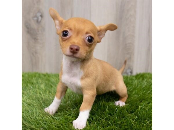 Chihuahua DOG Female Red 18908 Petland Topeka, Kansas