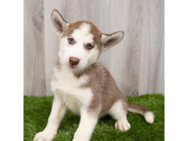 Siberian Husky DOG Female Red / White 18909 Petland Topeka, Kansas