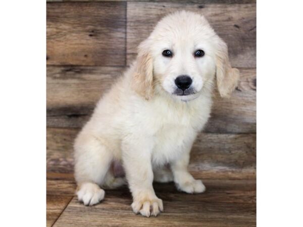 Golden Retriever DOG Female Light Golden 18905 Petland Topeka, Kansas