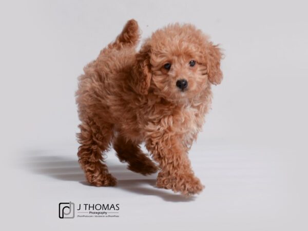 Goldendoodle Mini 2nd Gen-DOG-Female-Red-18911-Petland Topeka, Kansas