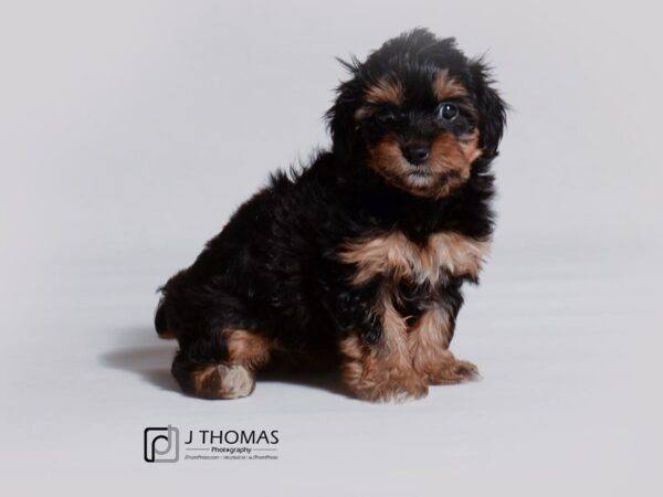 Yorkshire Terrier DOG Female Black / Tan 18910 Petland Topeka, Kansas